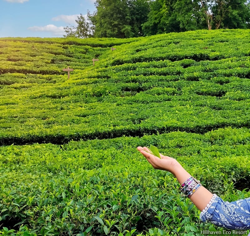 A hand holding a fresh tea leaf above the rows of the garden