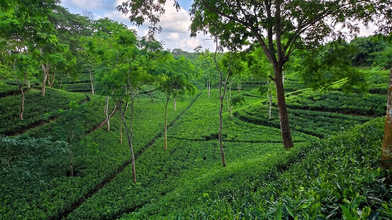 Tea rows and shade trees running down a hillside in soft daylight