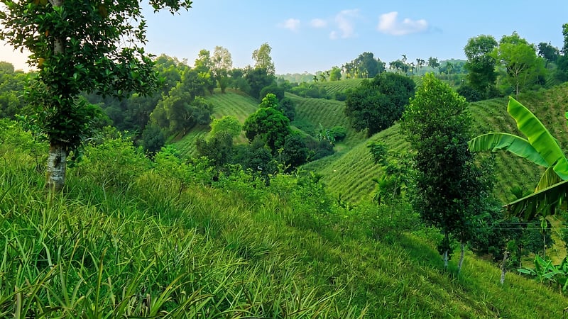 Sloping farmland with pineapple and fruit trees beside the tea hills