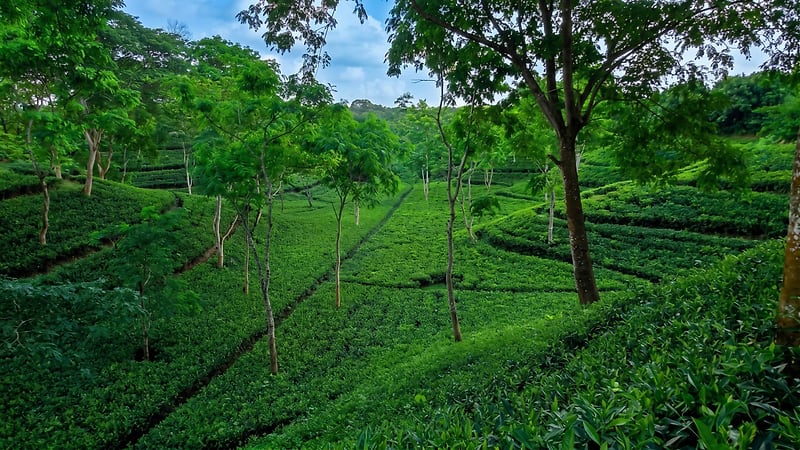 Shade trees over a bright tea hillside